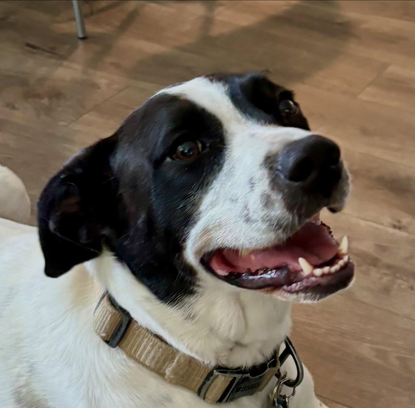 Kissa, ADOPTABLE, Adult Female English Pointer & Border Collie.