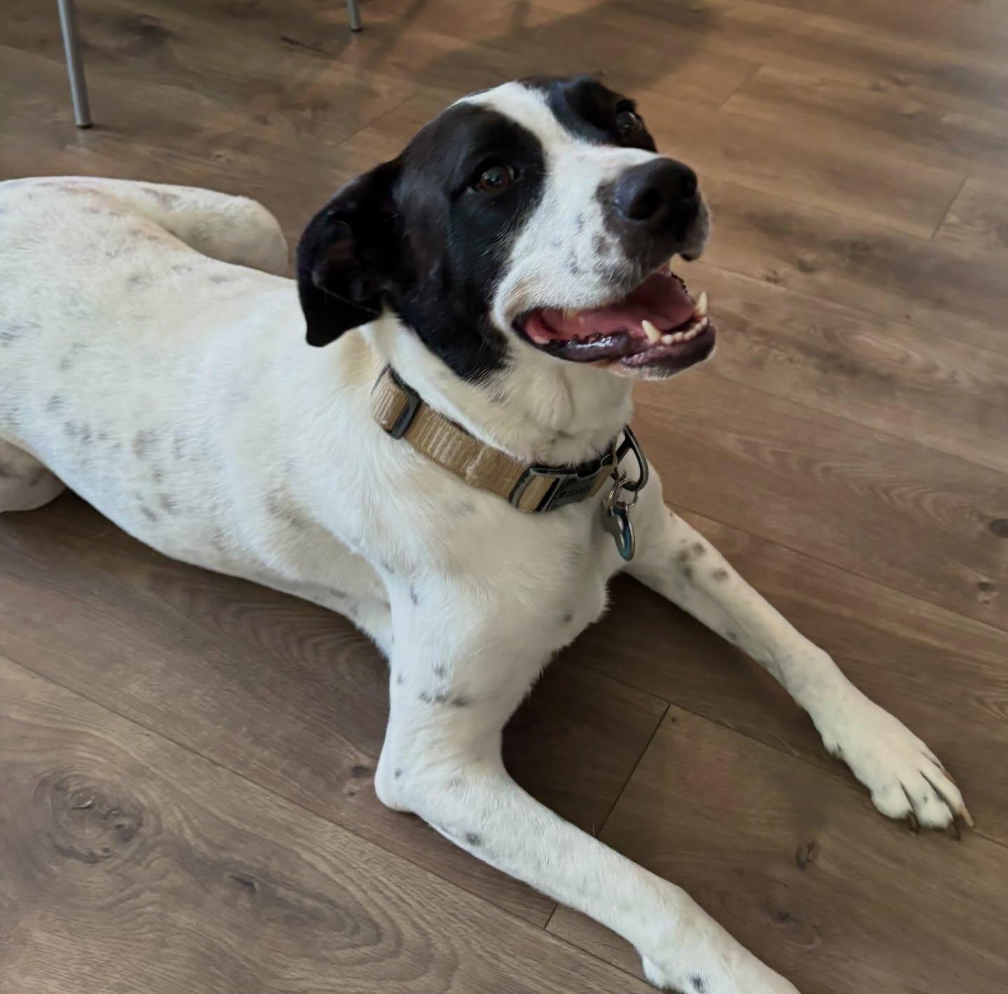 Kissa, a ADOPTABLE mixed breed in Raleigh, NC image 3/5