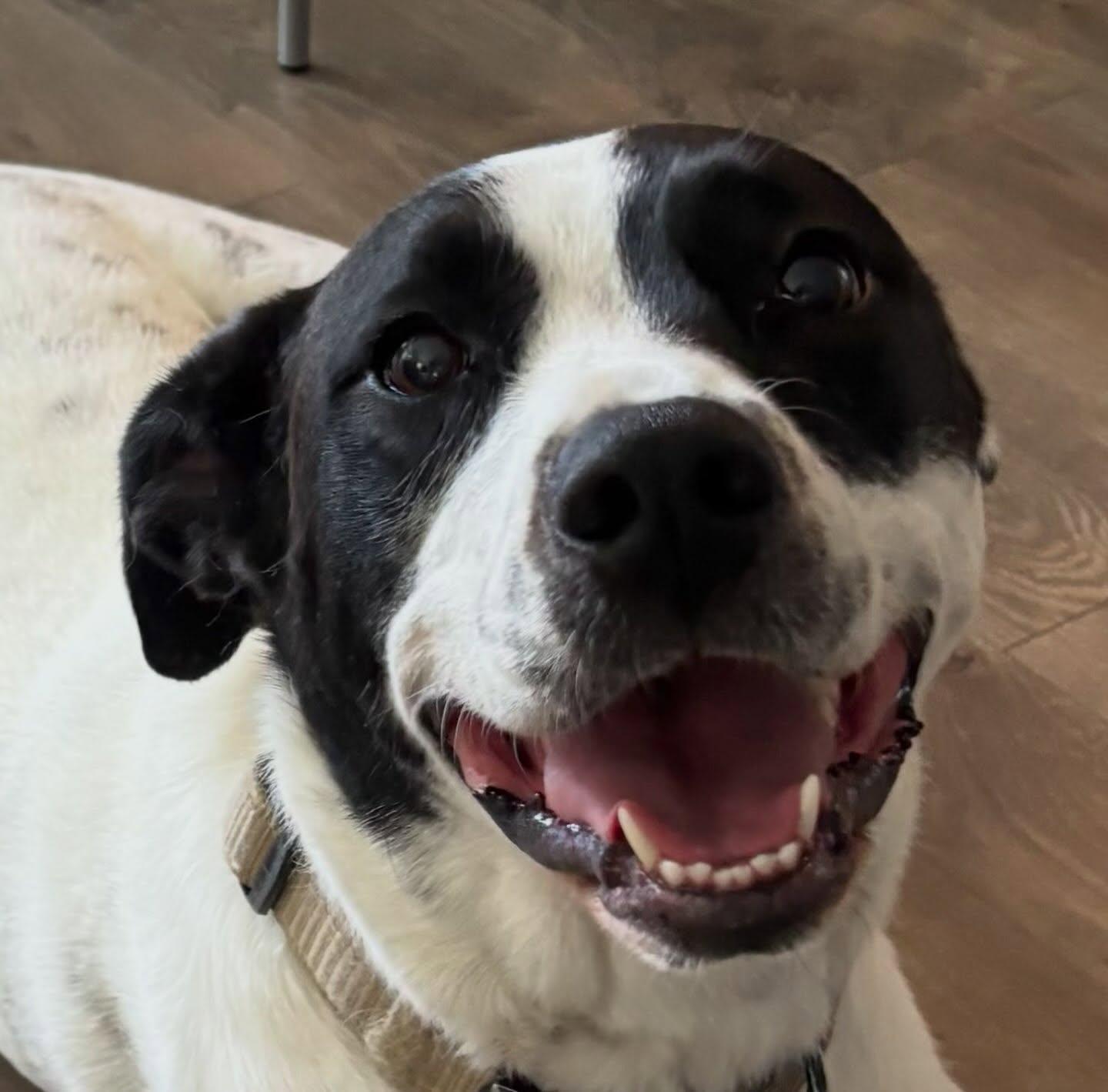 Kissa, a ADOPTABLE mixed breed in Raleigh, NC image 4/5