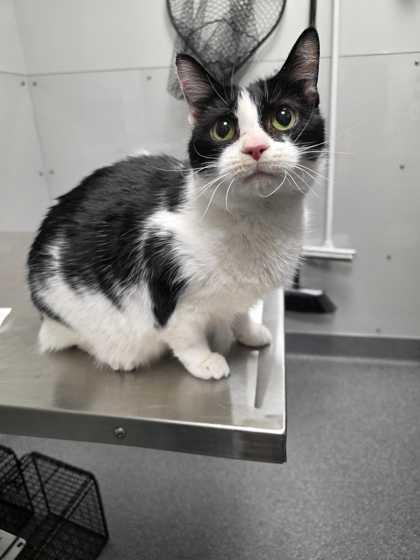 Enlarge Bebe, a Adoptable mixed breed in Sevierville, TN image 1/1