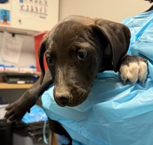 Spider Gwen, Adoptable, Puppy Female Pit Bull Terrier.