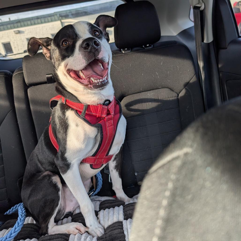 Dylan — thumbnail 4