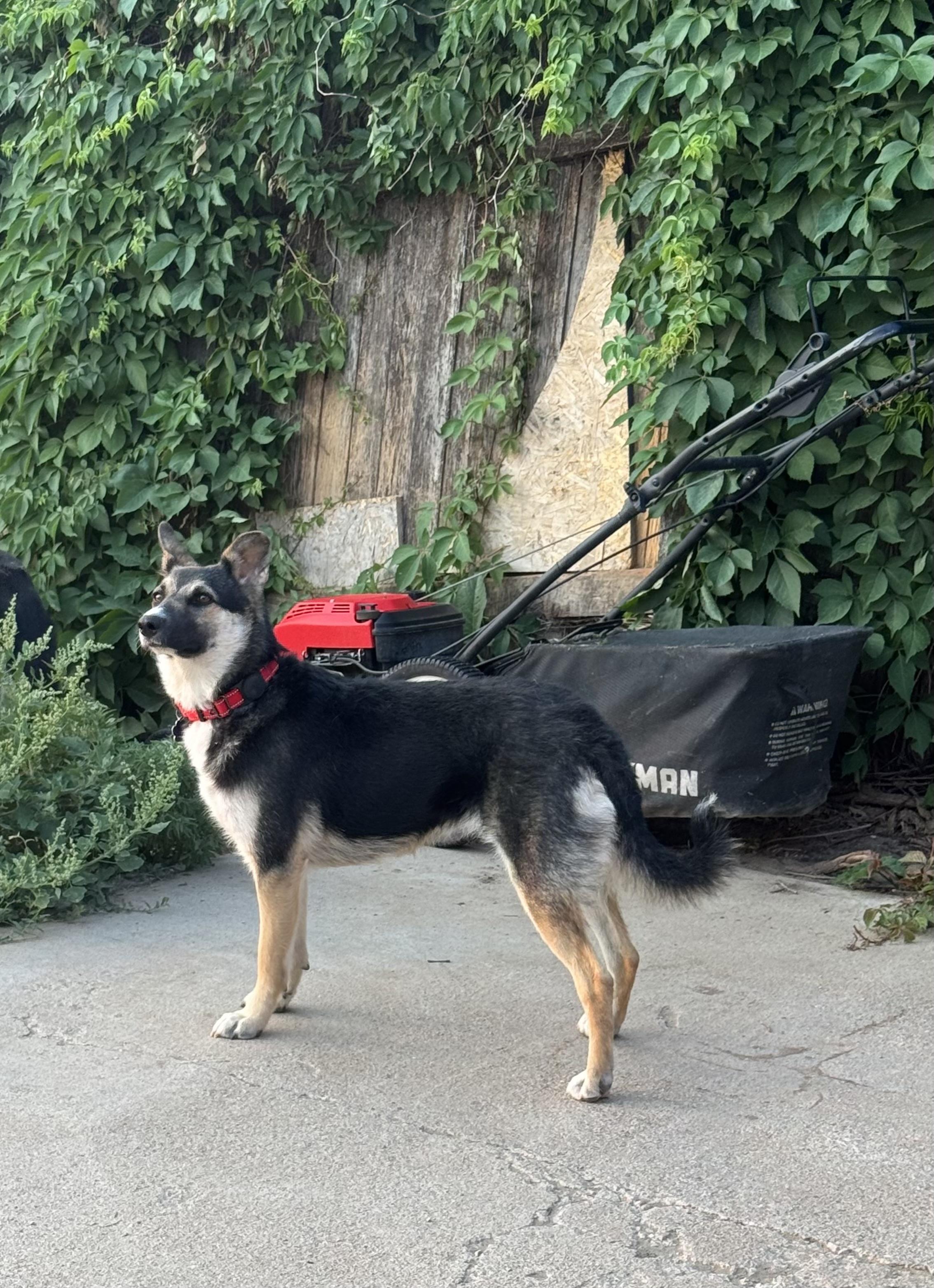 Kiena, adopted, Young Female German Shepherd Dog.