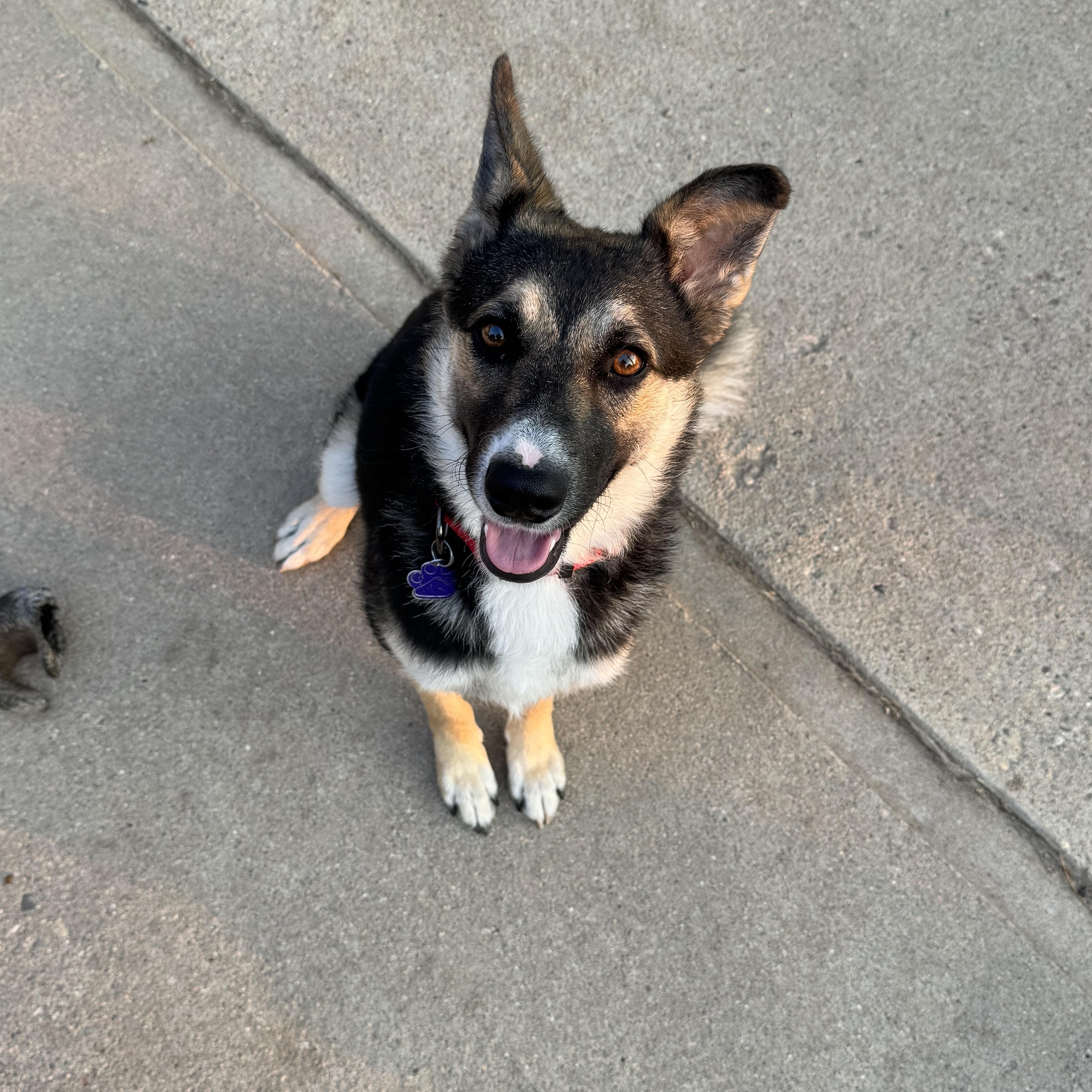 Kiena, an adopted mixed breed in Carr, CO image 5/5
