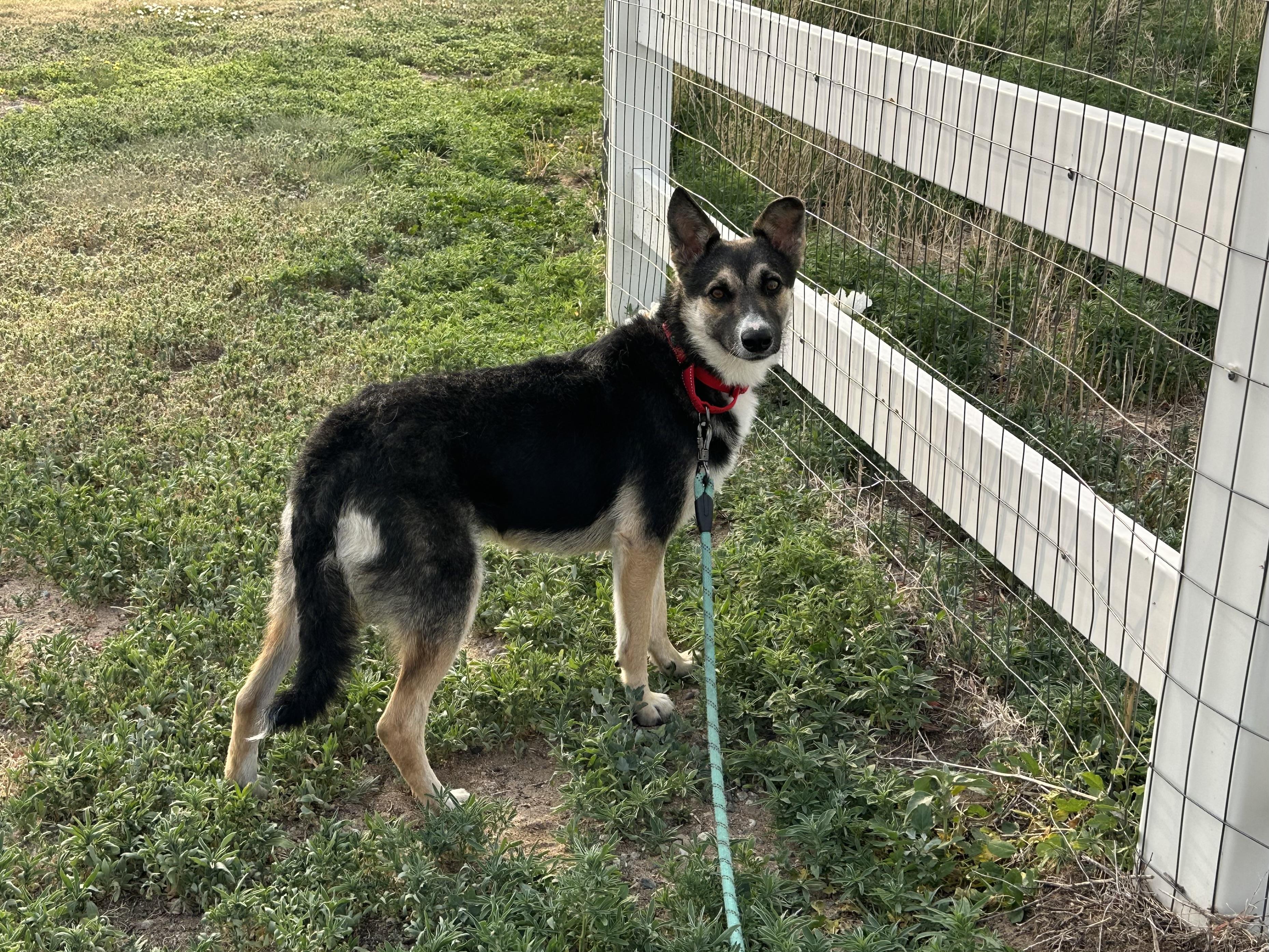 Kiena, an adopted mixed breed in Carr, CO image 4/5
