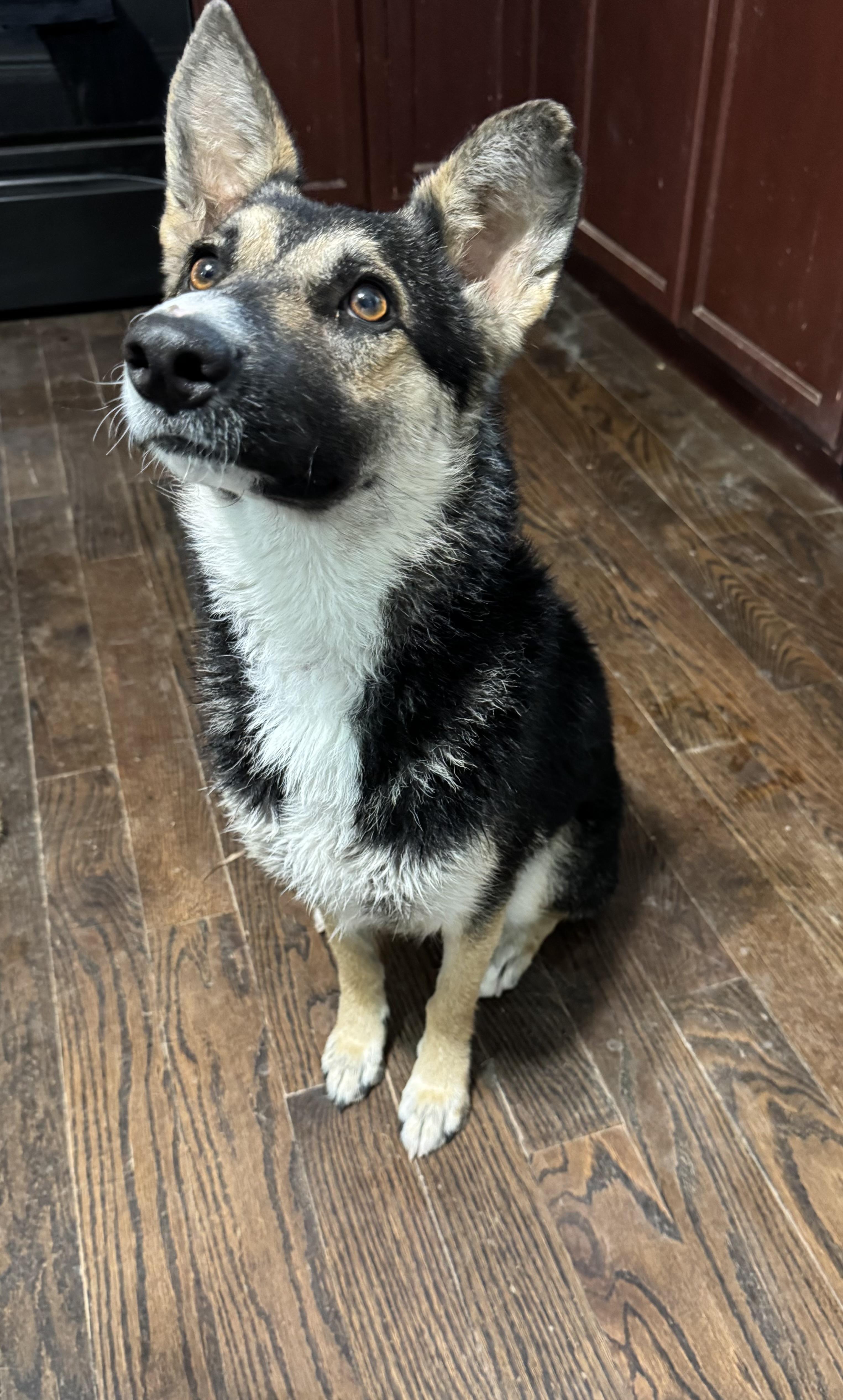 Kiena, an adopted mixed breed in Carr, CO image 2/5