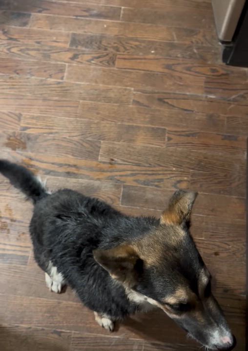 Enlarge Kiena, an adopted mixed breed in Carr, CO video 3/5