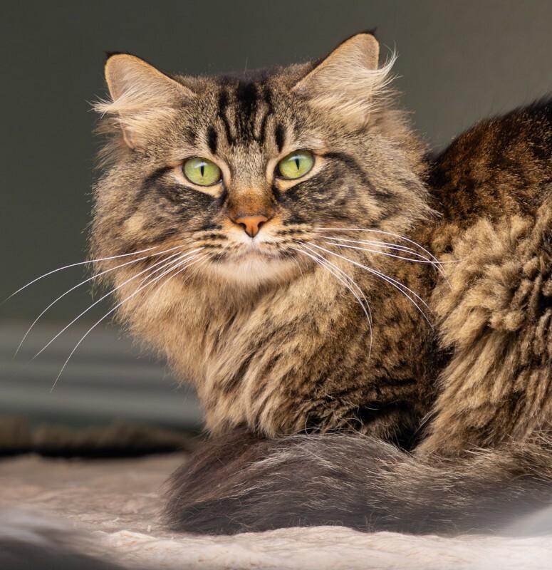 Enlarge Mango, a Adoptable Domestic Medium Hair in Arlington, WA image 2/5