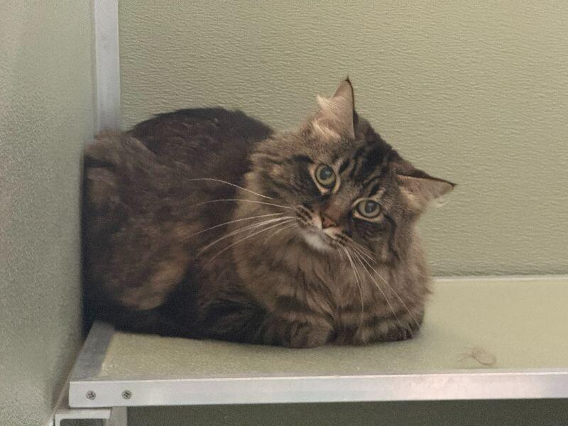 Enlarge Mango, a Adoptable Domestic Medium Hair in Arlington, WA image 4/5