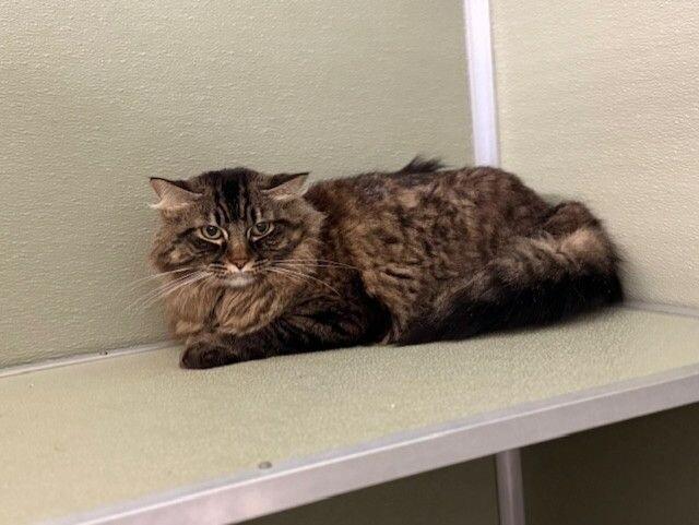 Enlarge Mango, a Adoptable Domestic Medium Hair in Arlington, WA image 5/5