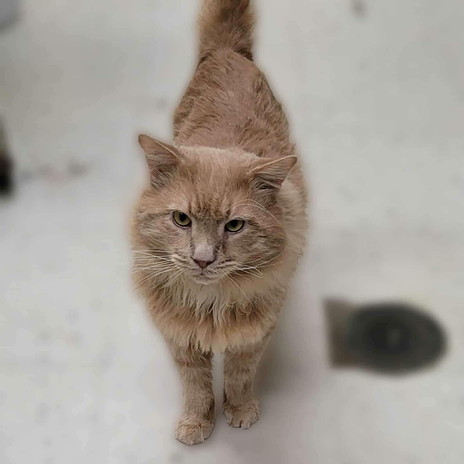 Enlarge Kenny, a Adoptable mixed breed in Portsmouth, OH image 3/5