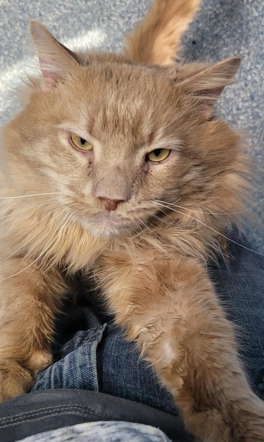 Enlarge Kenny, a Adoptable mixed breed in Portsmouth, OH image 4/5