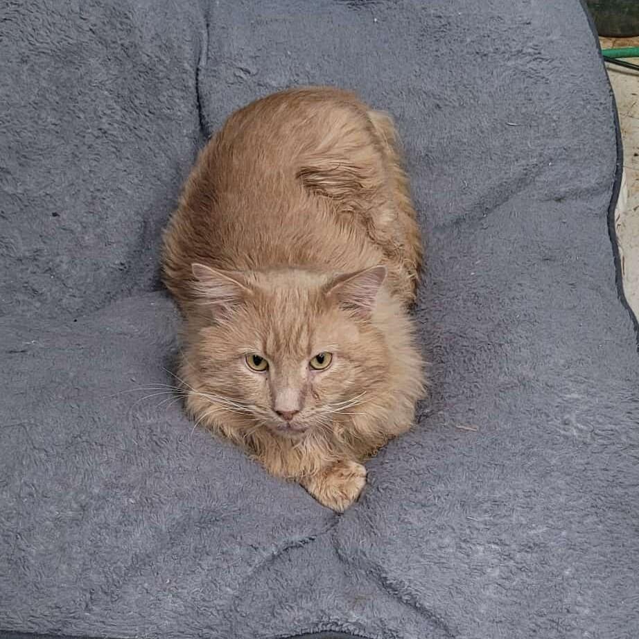 Enlarge Kenny, a Adoptable mixed breed in Portsmouth, OH image 2/5