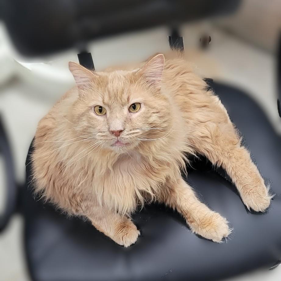 Enlarge Kenny, a Adoptable mixed breed in Portsmouth, OH image 1/5