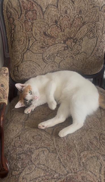 Mamiko (1.5 years), Adoptable, Adult Female Domestic Short Hair.