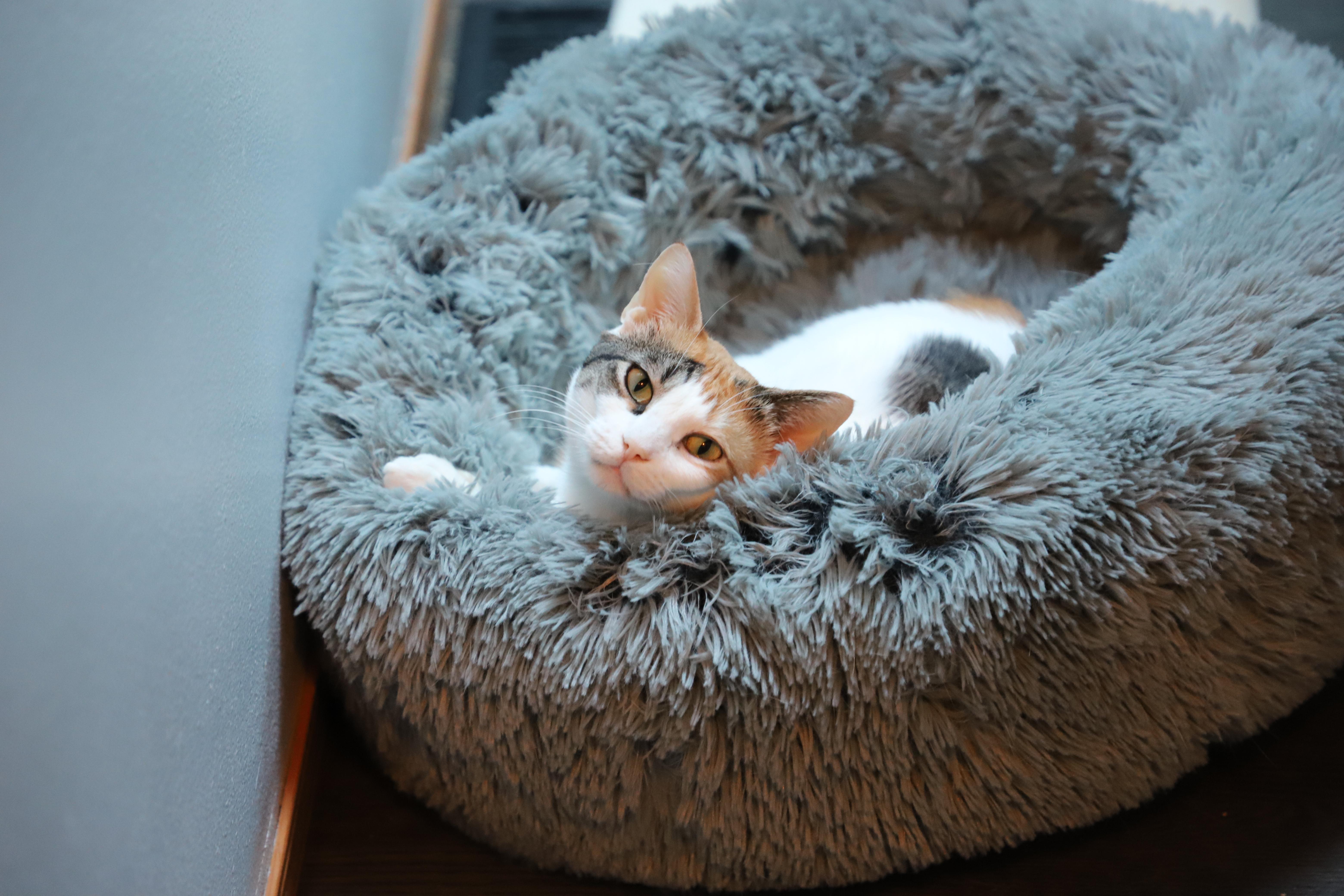 Phyllis (Almost 2), an adoptable Domestic Short Hair in Gig Harbor, WA image 3/6