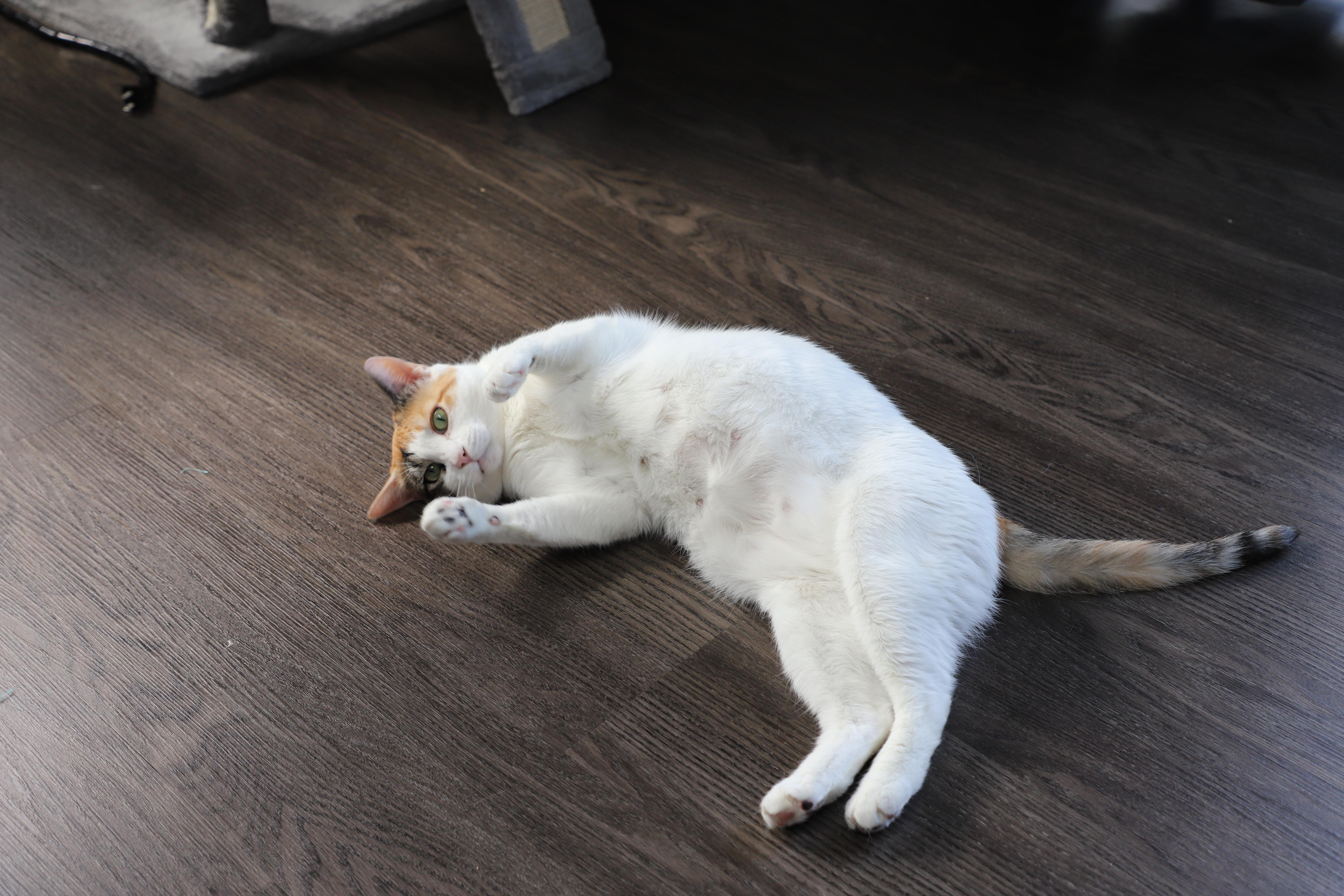 Phyllis (Almost 2), an adoptable Domestic Short Hair in Gig Harbor, WA image 6/6