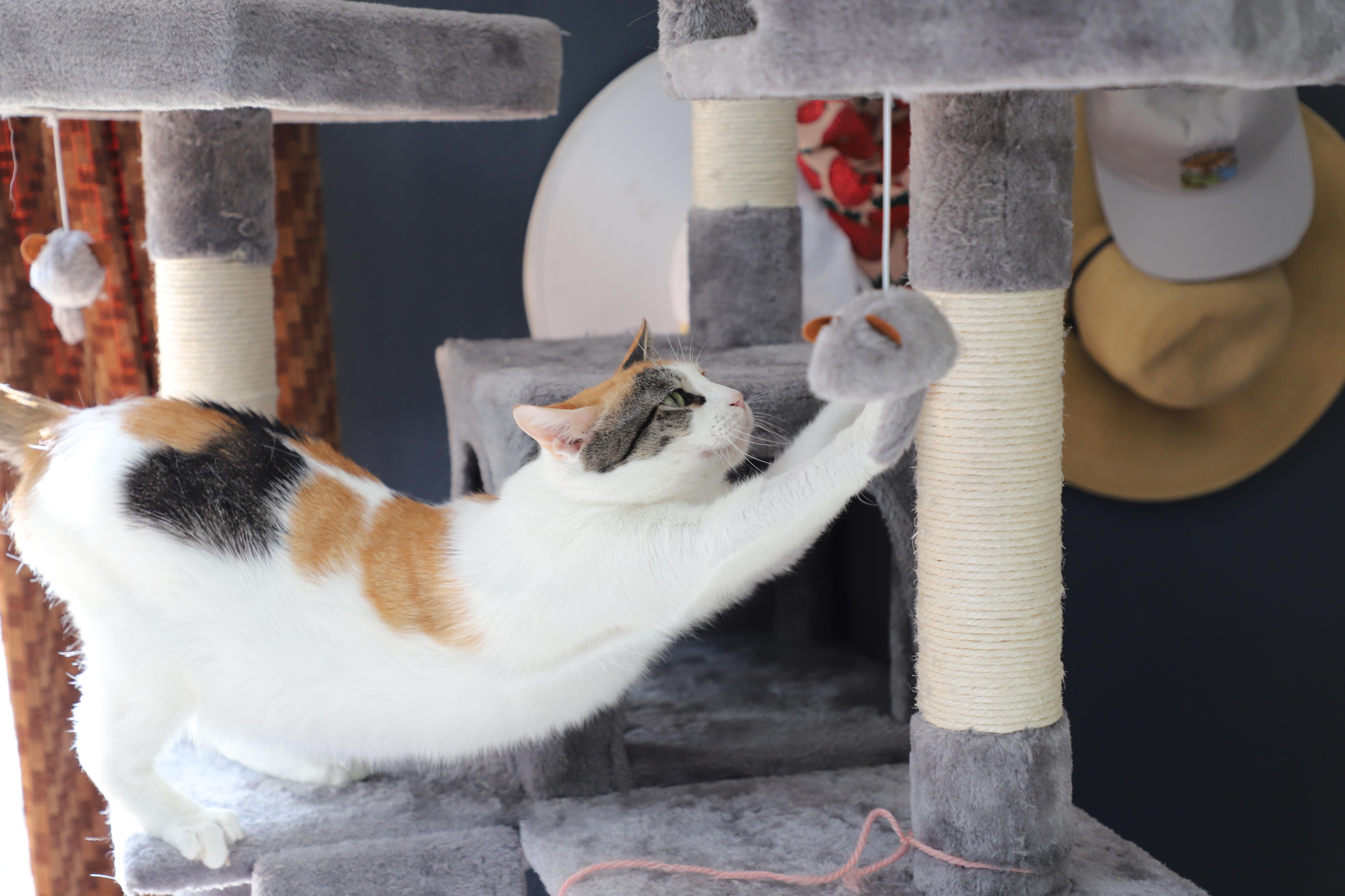 Phyllis (Almost 2), an adoptable Domestic Short Hair in Gig Harbor, WA image 5/6