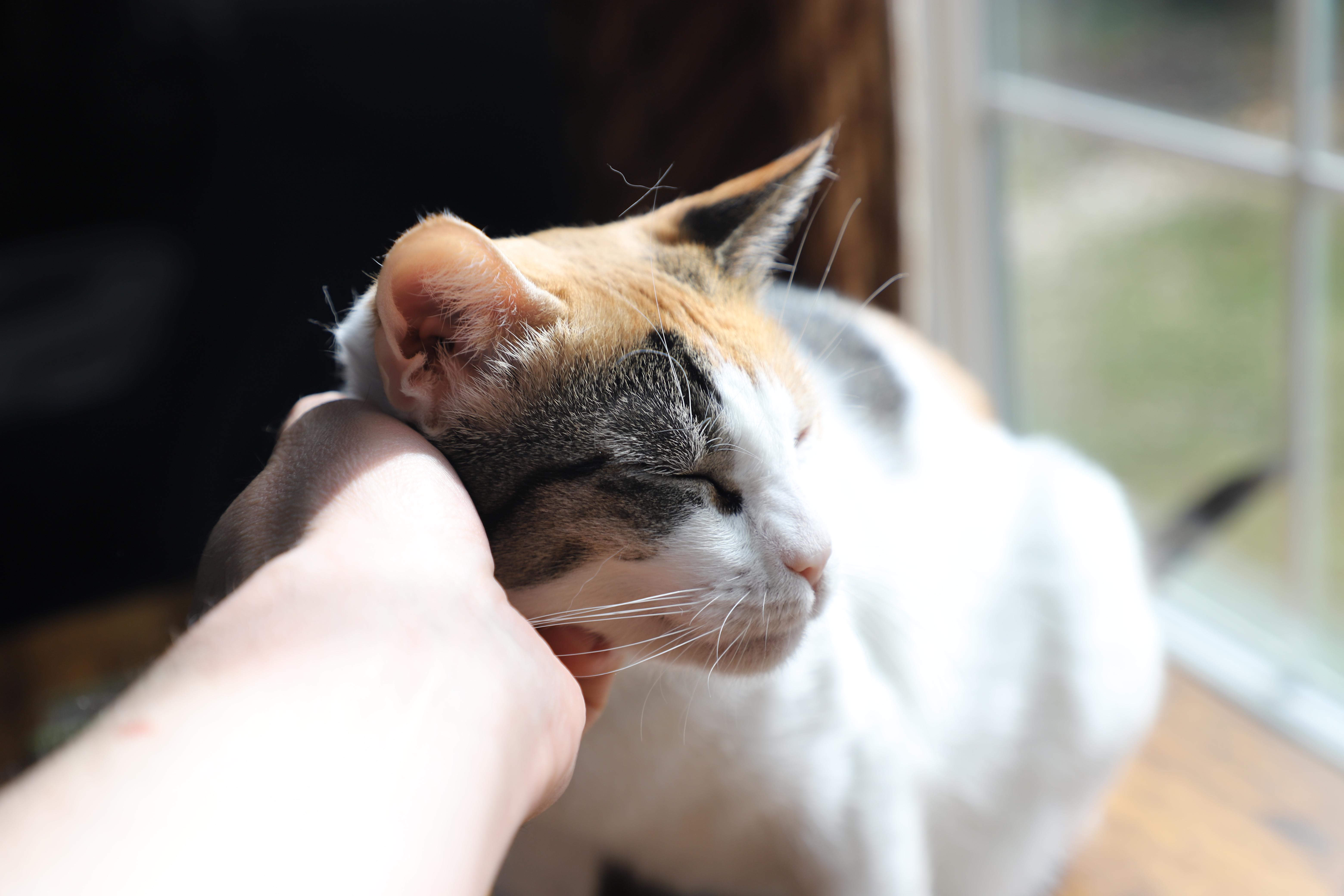 Phyllis (Almost 2), an adoptable Domestic Short Hair in Gig Harbor, WA image 4/6