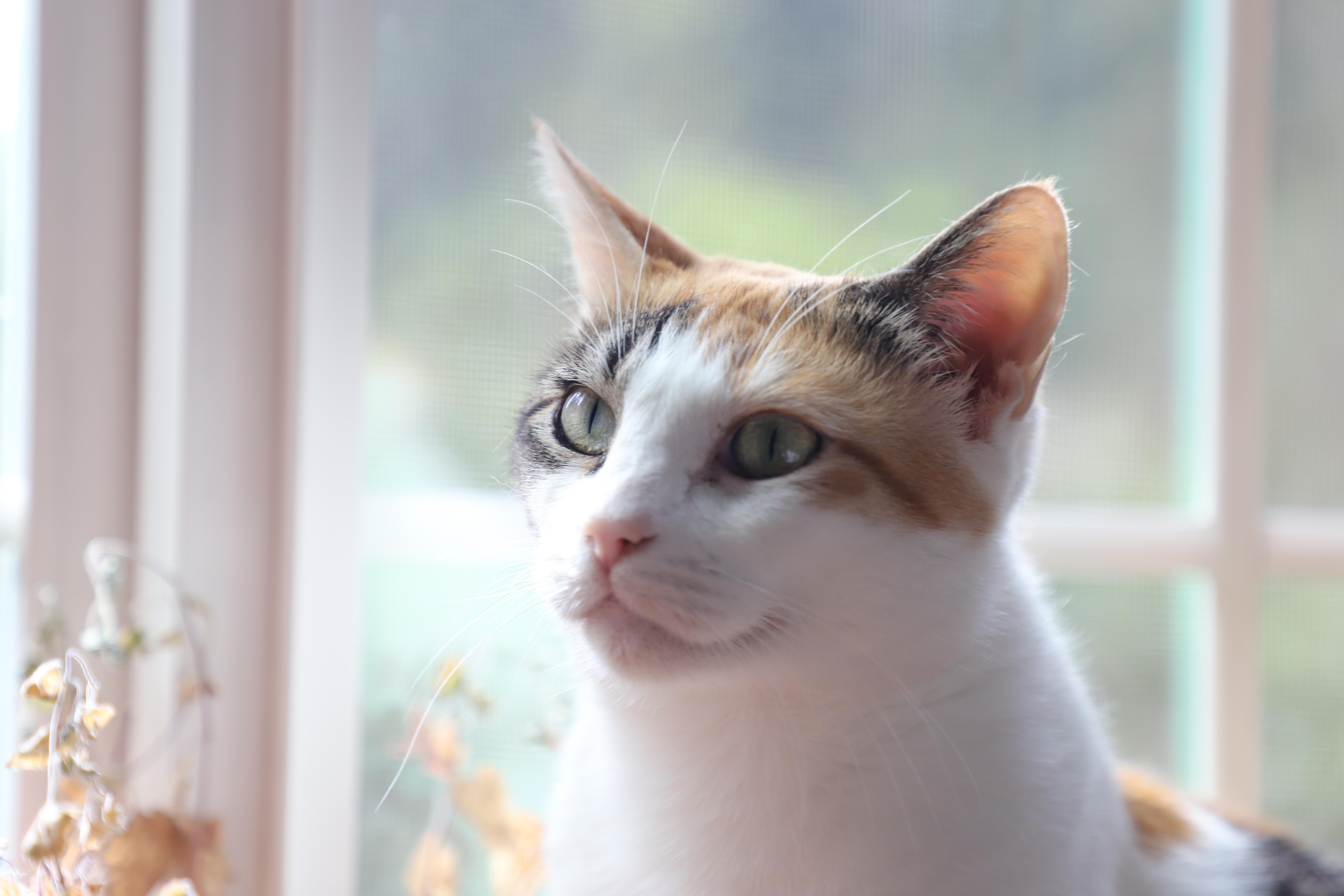 Phyllis (Almost 2), adoptable, Young Female Domestic Short Hair.