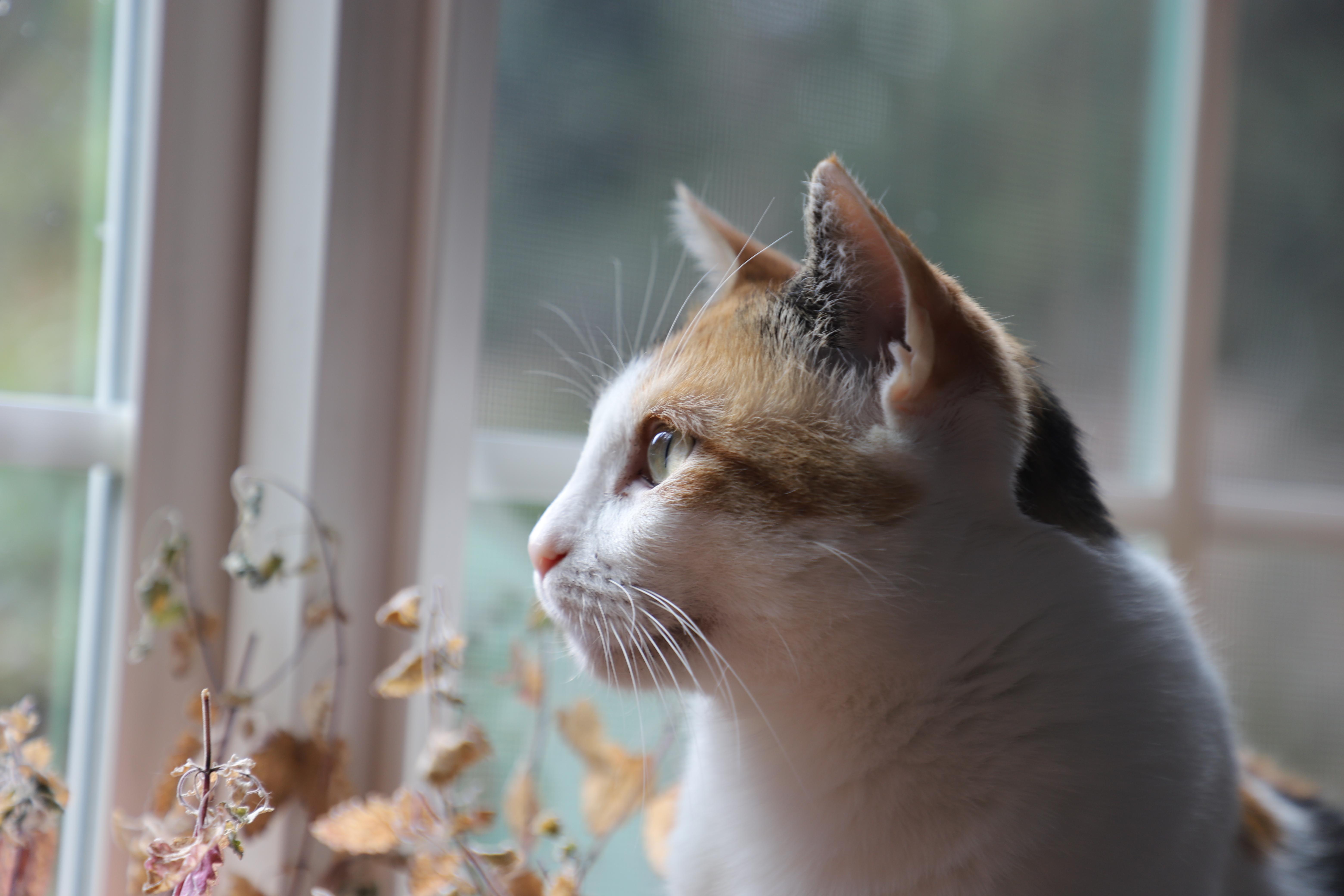 Phyllis (Almost 2), an adoptable Domestic Short Hair in Gig Harbor, WA image 2/6