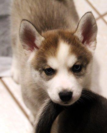 Latke, an adopted mixed breed in Bedford Hills, NY image 1/4