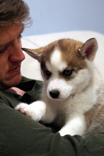 Latke, an adopted mixed breed in Bedford Hills, NY image 2/4