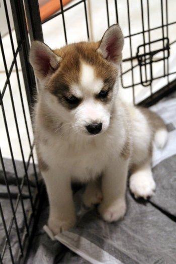 Latke, an adopted mixed breed in Bedford Hills, NY image 3/4