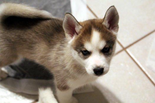 Latke, an adopted mixed breed in Bedford Hills, NY image 4/4
