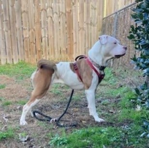 Enlarge Hazel, a Adoptable mixed breed in Zuni, VA image 3/8