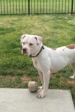 Enlarge Hazel, a Adoptable mixed breed in Zuni, VA image 6/8