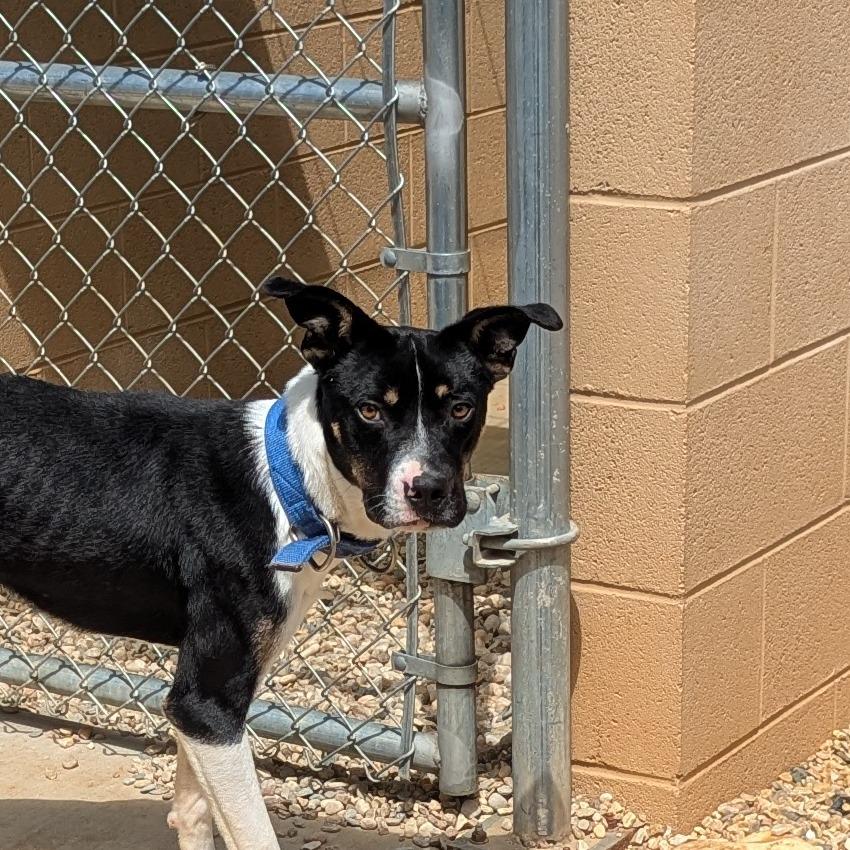 Trooper (BAS), Adoptable, Adult Male Mixed Breed.