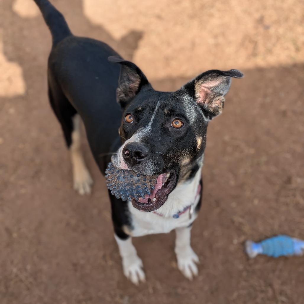 Trooper (BAS), a Adoptable Mixed Breed in Lenoir, NC image 3/6