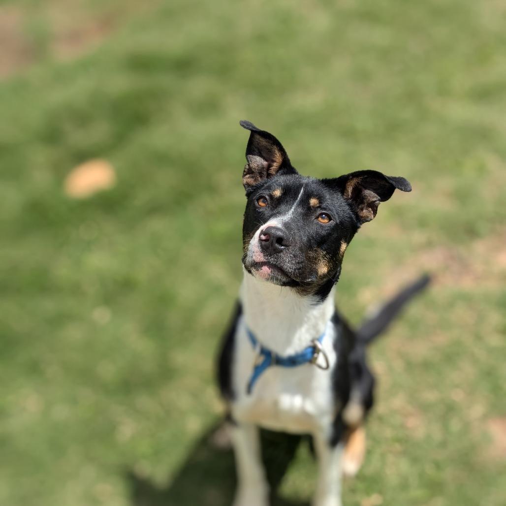 Enlarge Trooper (BAS), a Adoptable Mixed Breed in Lenoir, NC image 6/6