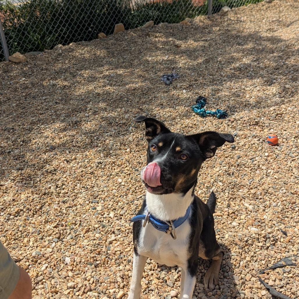 Trooper (BAS), a Adoptable Mixed Breed in Lenoir, NC image 4/6