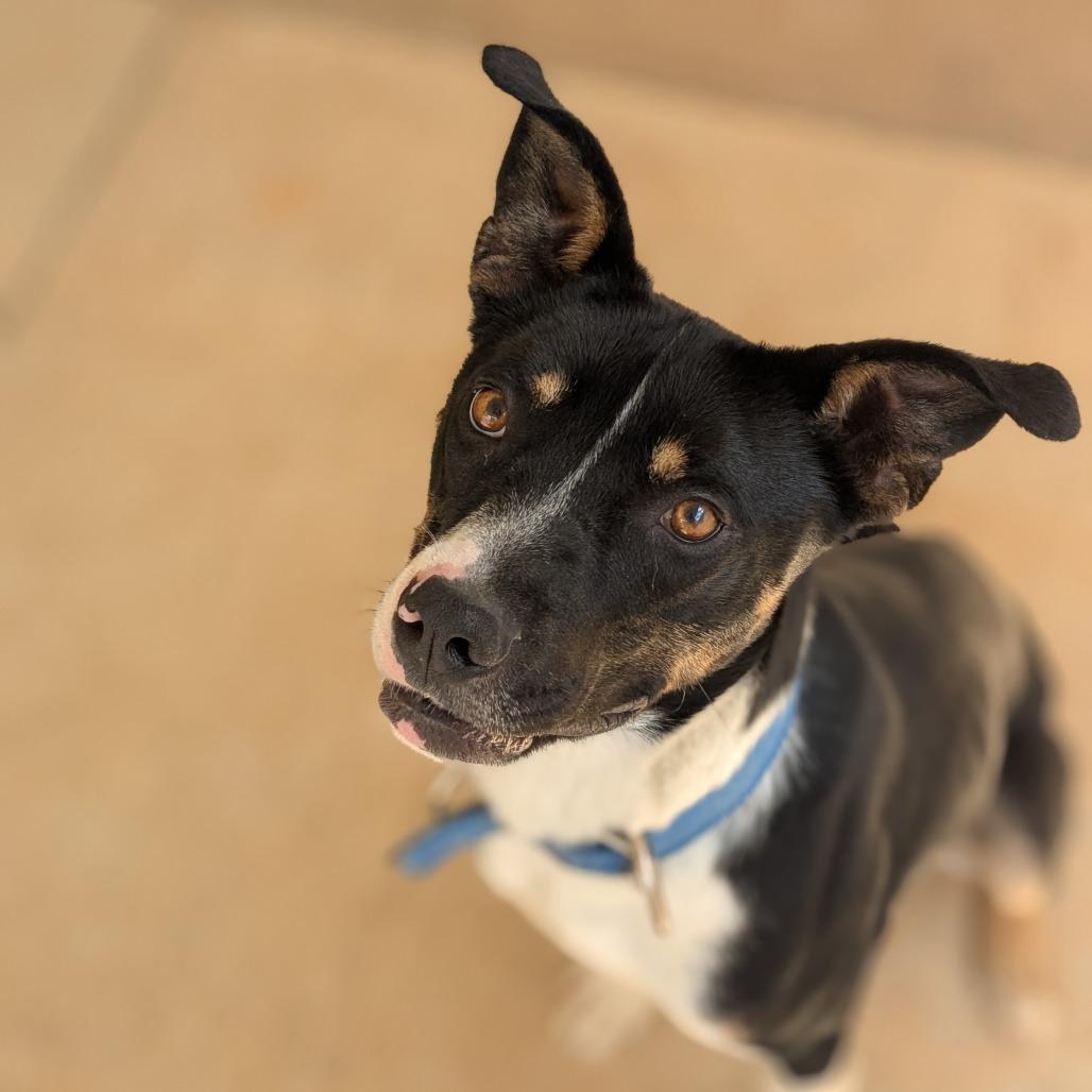 Trooper (BAS), a Adoptable Mixed Breed in Lenoir, NC image 5/6