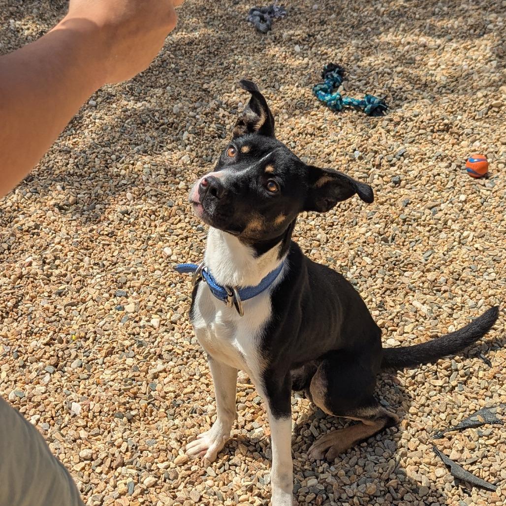 Trooper (BAS), a Adoptable Mixed Breed in Lenoir, NC image 6/6