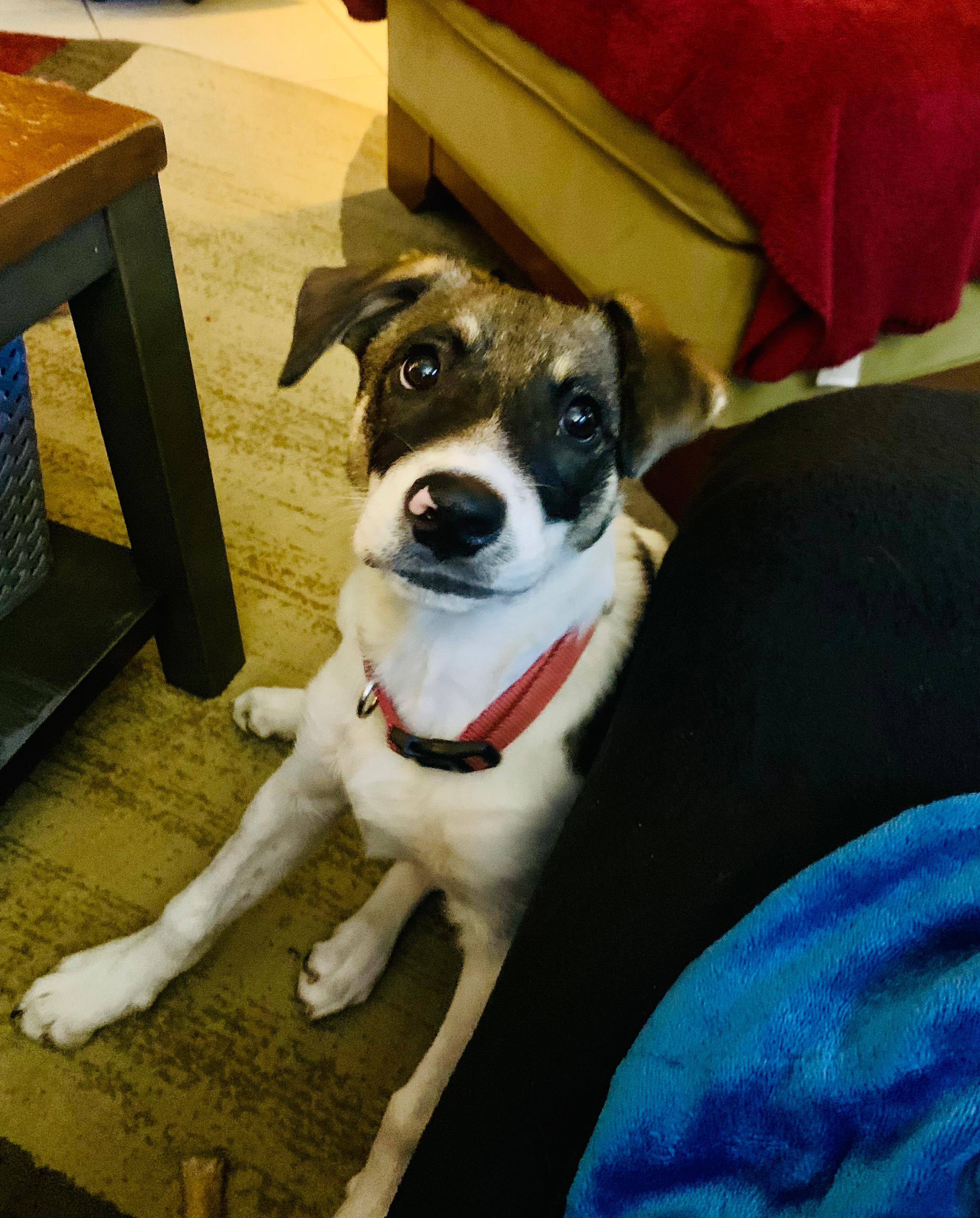 Enlarge Rip, a Adopted mixed breed in Discovery Bay, CA image 1/4