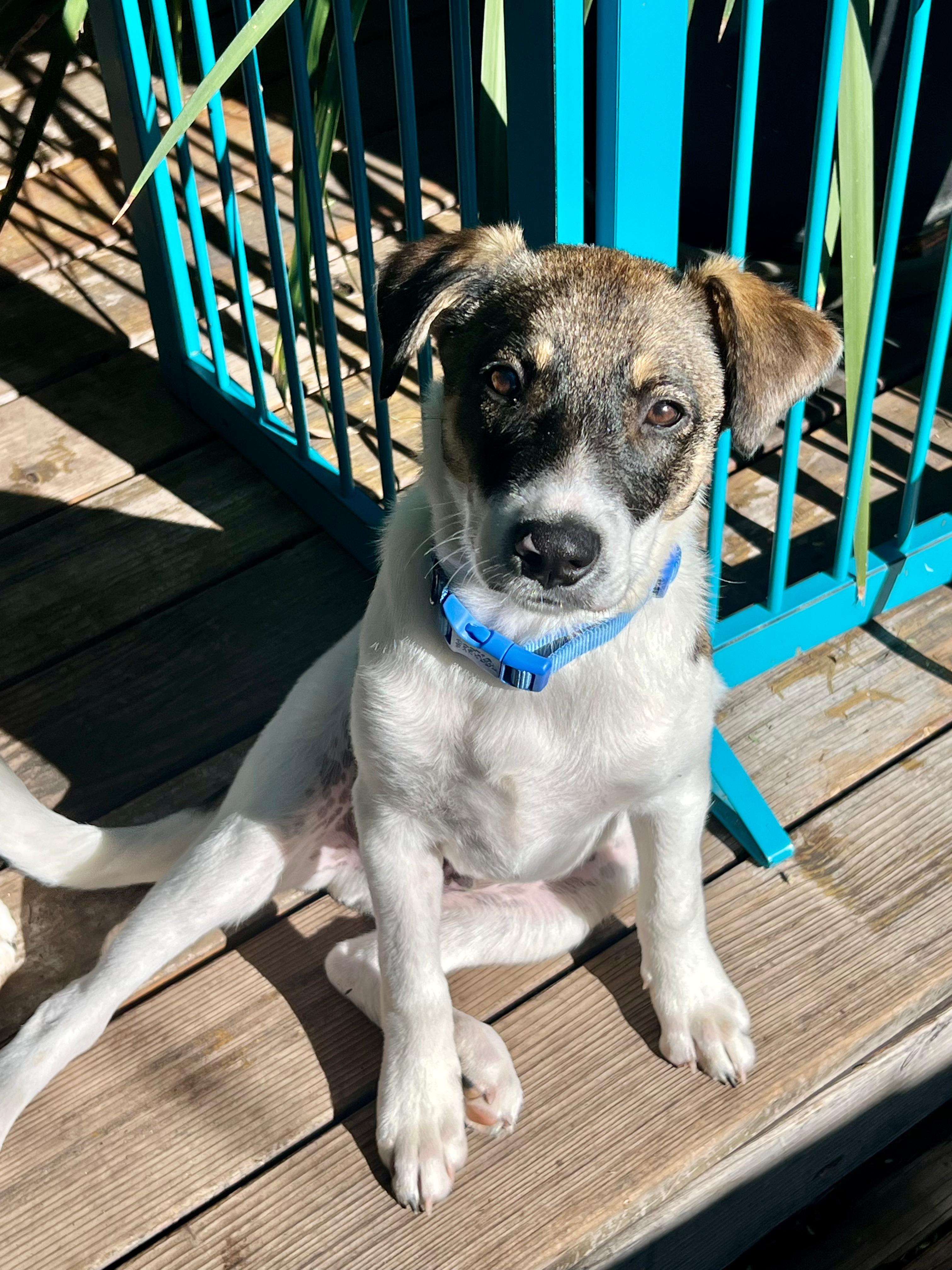 Enlarge Rip, a Adopted mixed breed in Discovery Bay, CA image 2/4