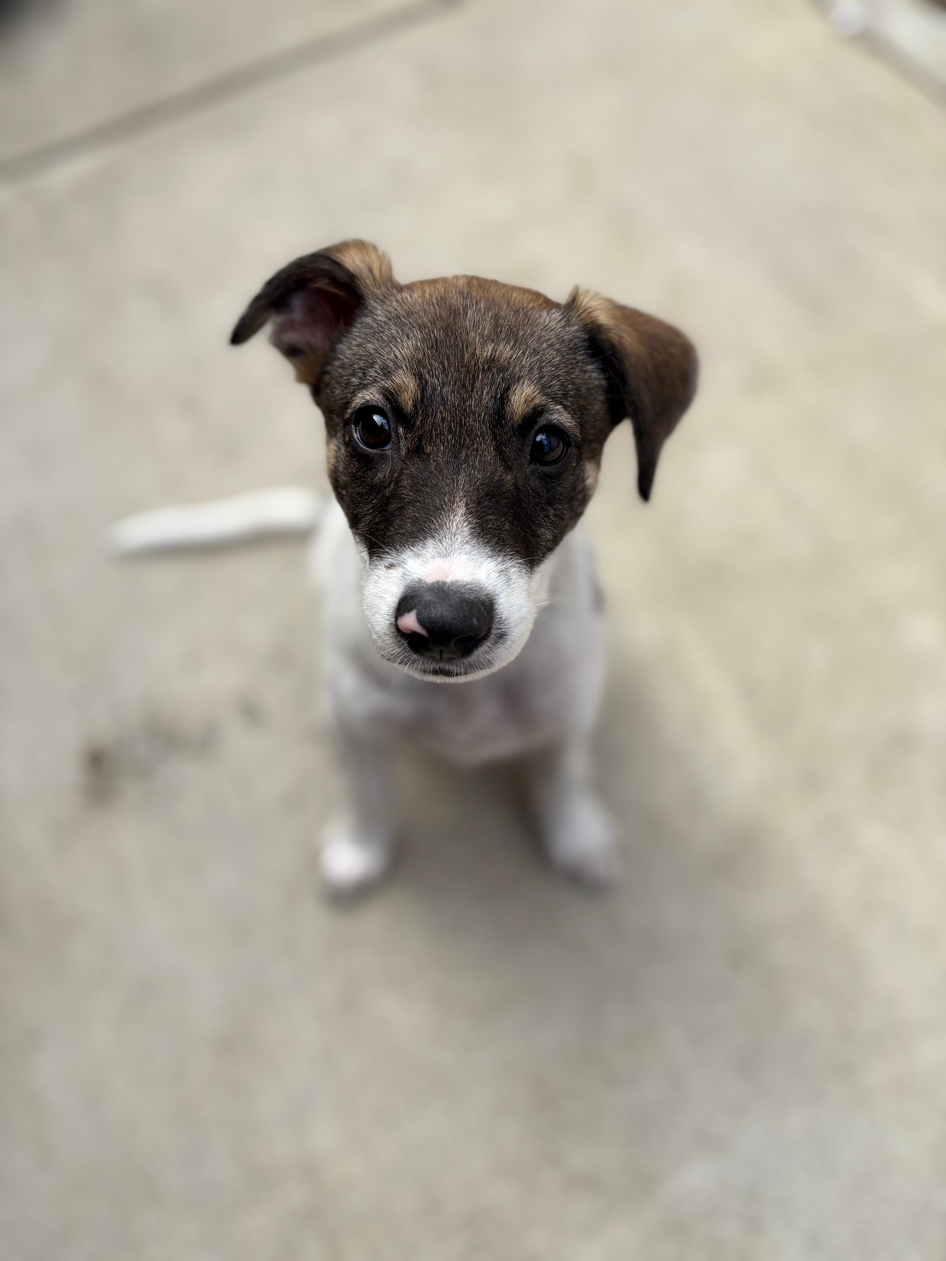 Enlarge Rip, a Adopted mixed breed in Discovery Bay, CA image 3/4