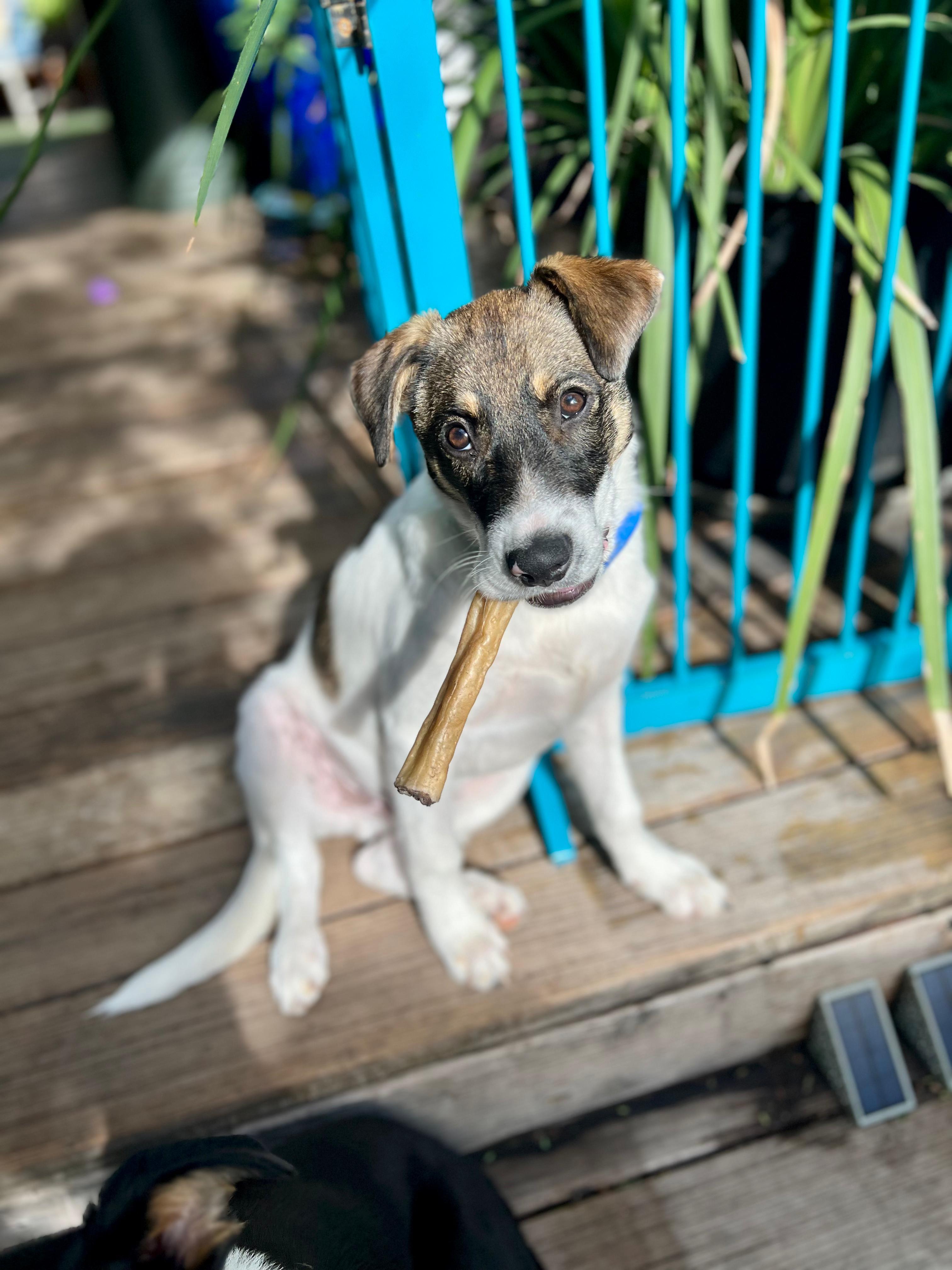 Enlarge Rip, a Adopted mixed breed in Discovery Bay, CA image 4/4