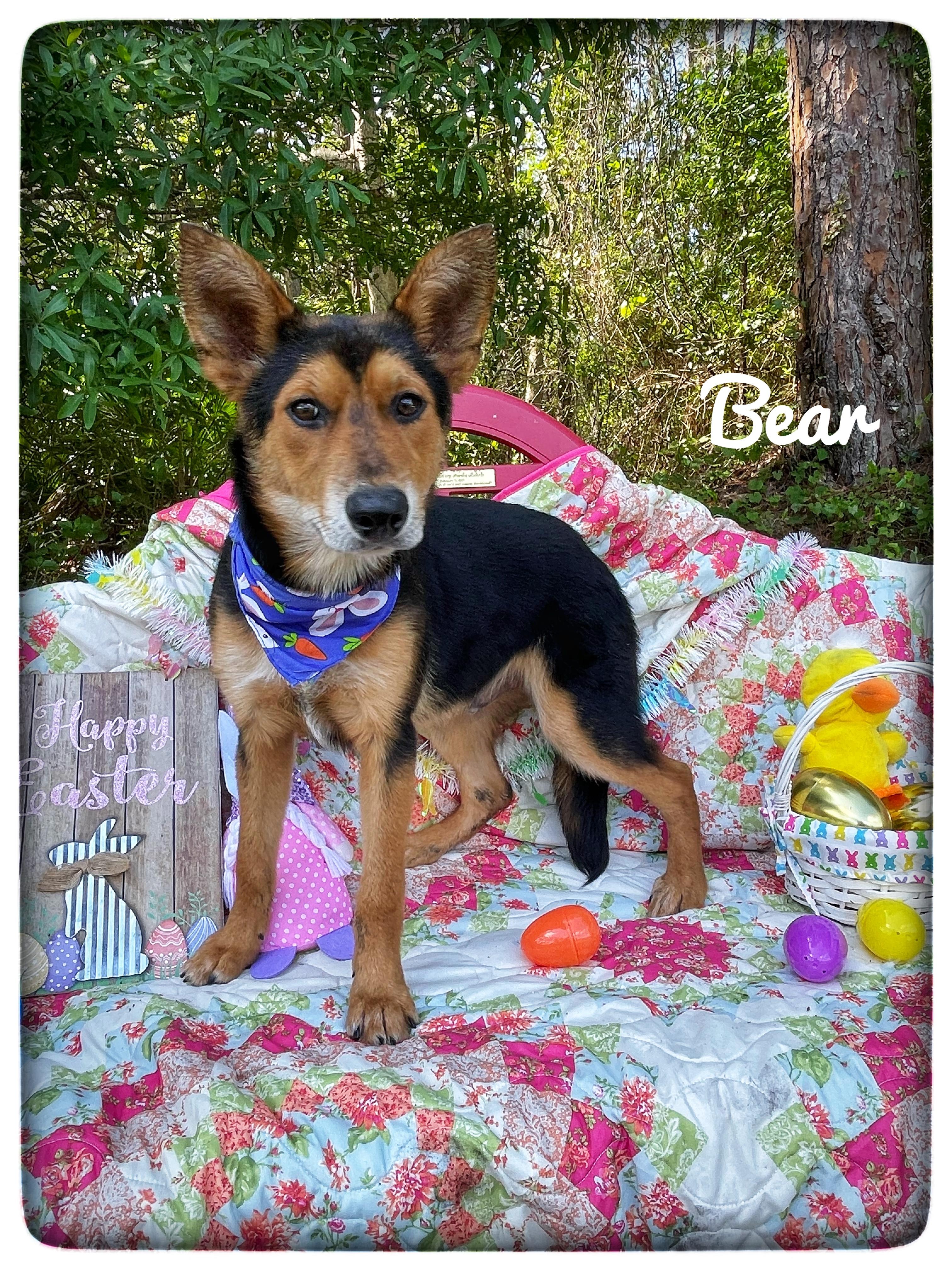 Bear, adopted, Puppy Male Australian Cattle Dog / Blue Heeler.