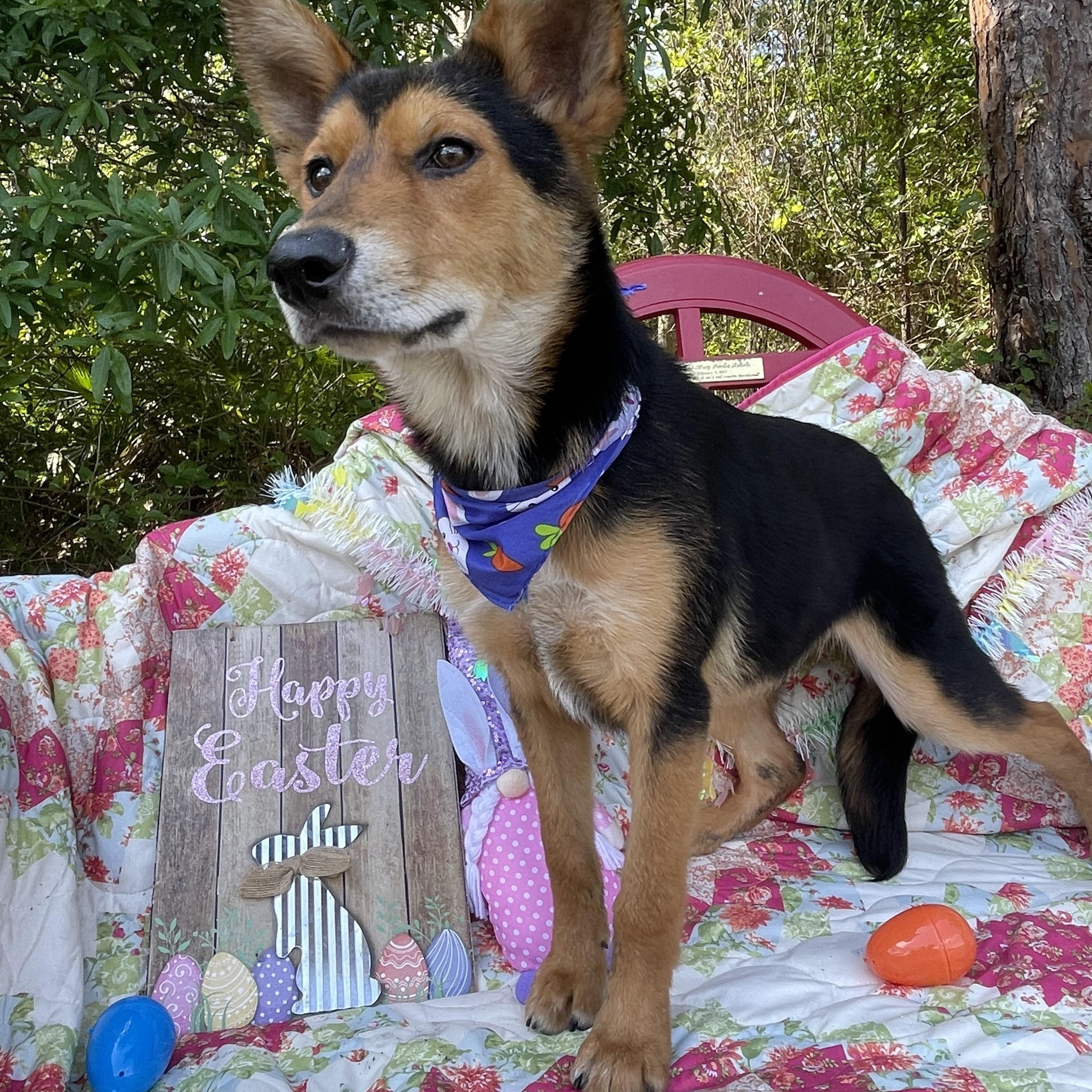 Enlarge Bear, an adopted mixed breed in Sebring, FL image 3/4