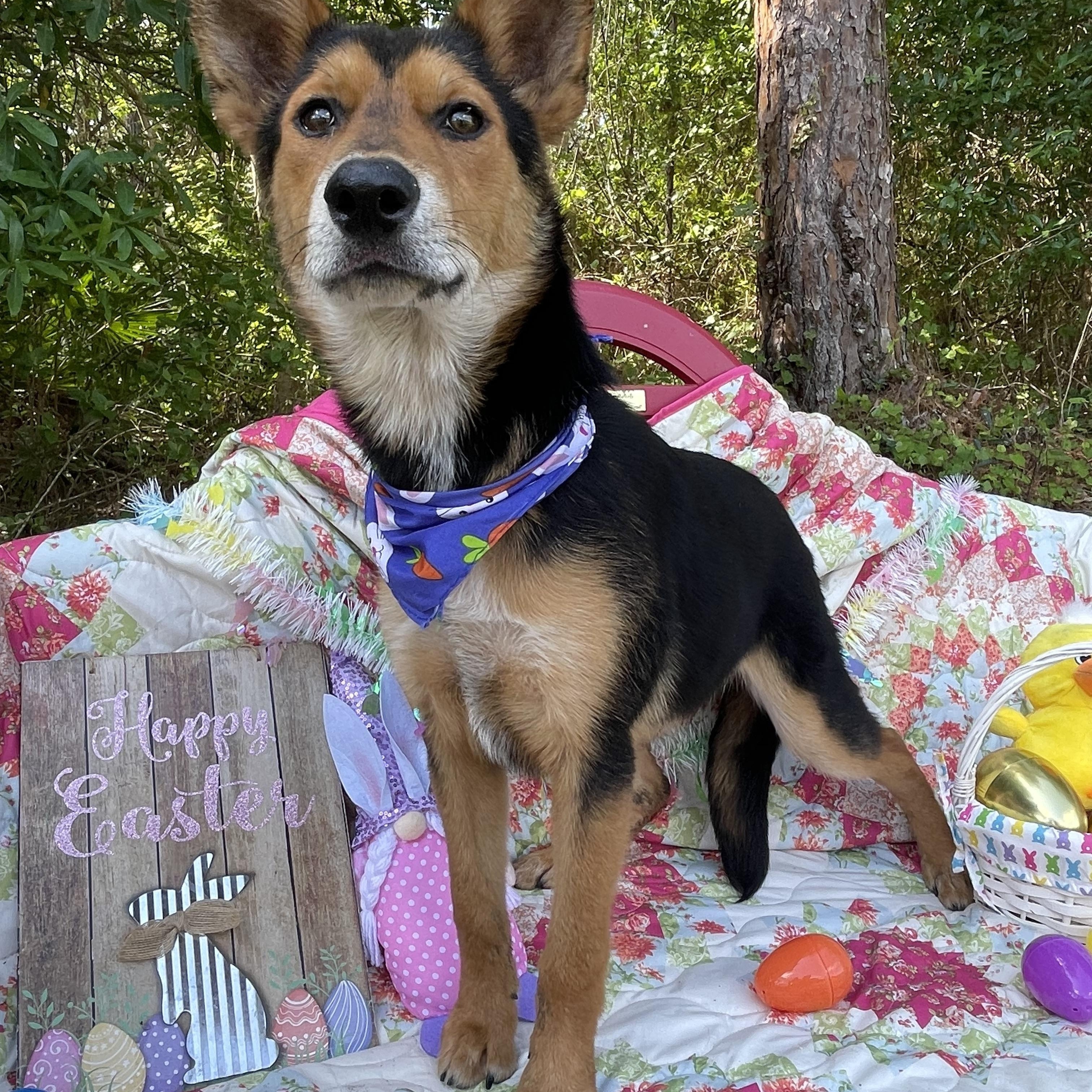 Enlarge Bear, an adopted mixed breed in Sebring, FL image 4/4