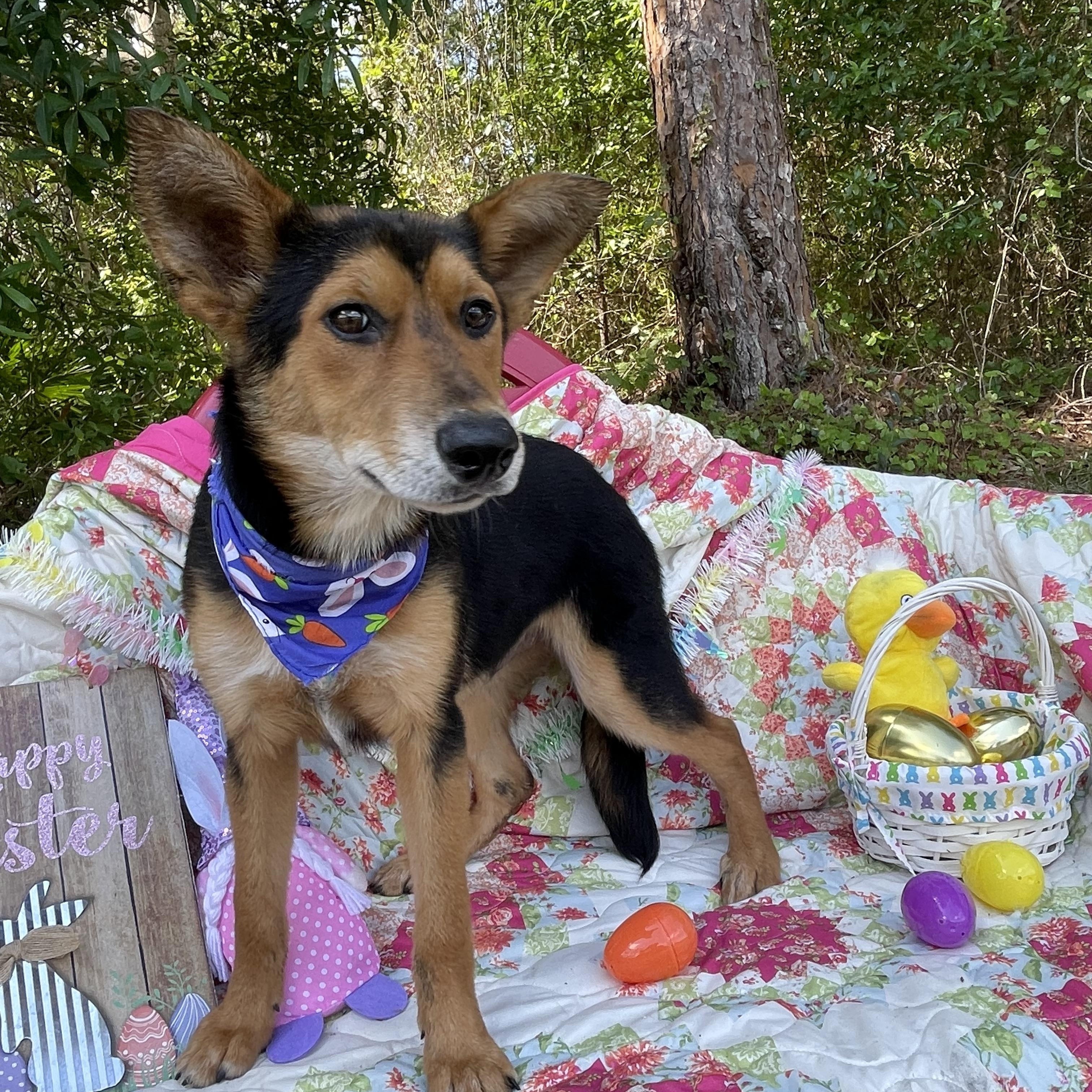 Enlarge Bear, an adopted mixed breed in Sebring, FL image 2/4