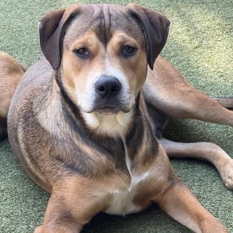 WEAVER, Adoptable, Young Male Rottweiler.