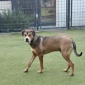 Enlarge WEAVER, a Adoptable mixed breed in lebanon, NH image 5/6
