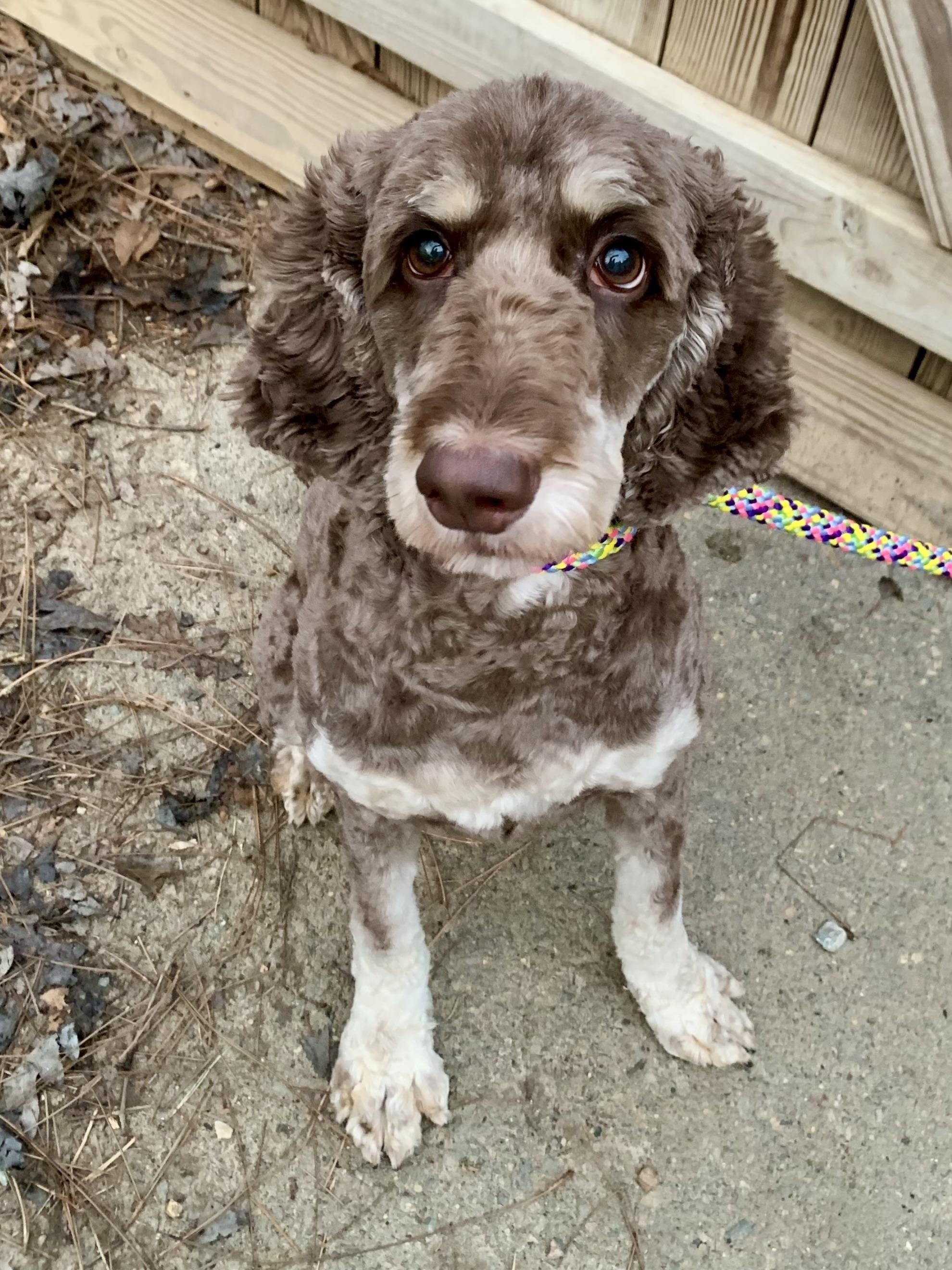 Enlarge Maggie Aussie , a ADOPTABLE Aussiedoodle in Richmond, VA image 2/4
