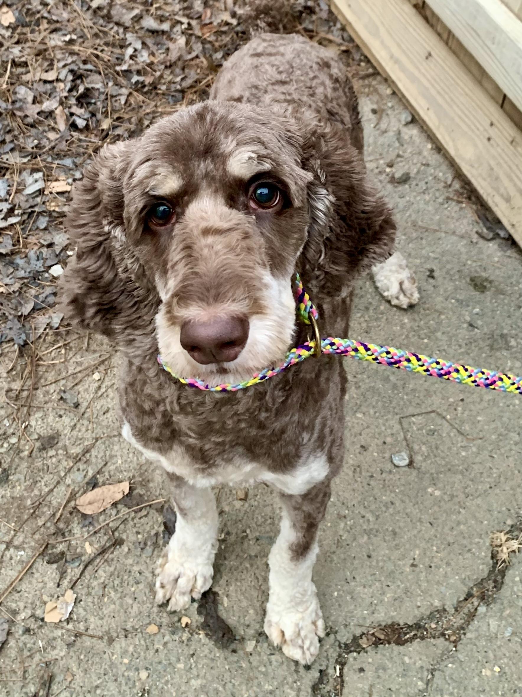 Enlarge Maggie Aussie , a ADOPTABLE Aussiedoodle in Richmond, VA image 4/4