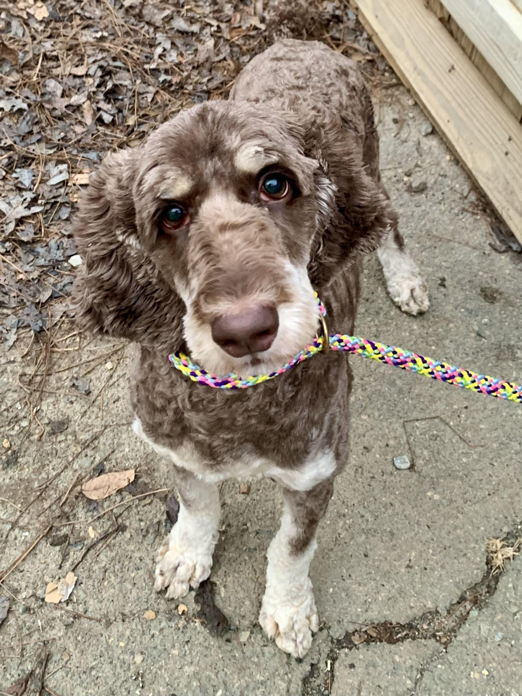 Enlarge Maggie Aussie , a ADOPTABLE Aussiedoodle in Richmond, VA image 3/4